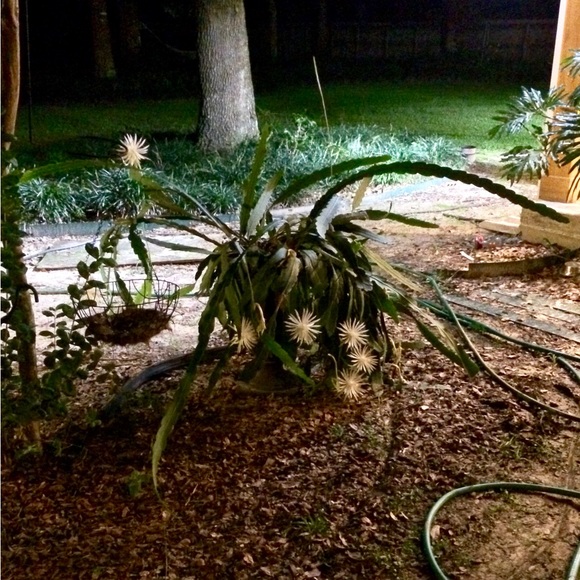 Meet your Posher, Erin - Picture 8 of 9